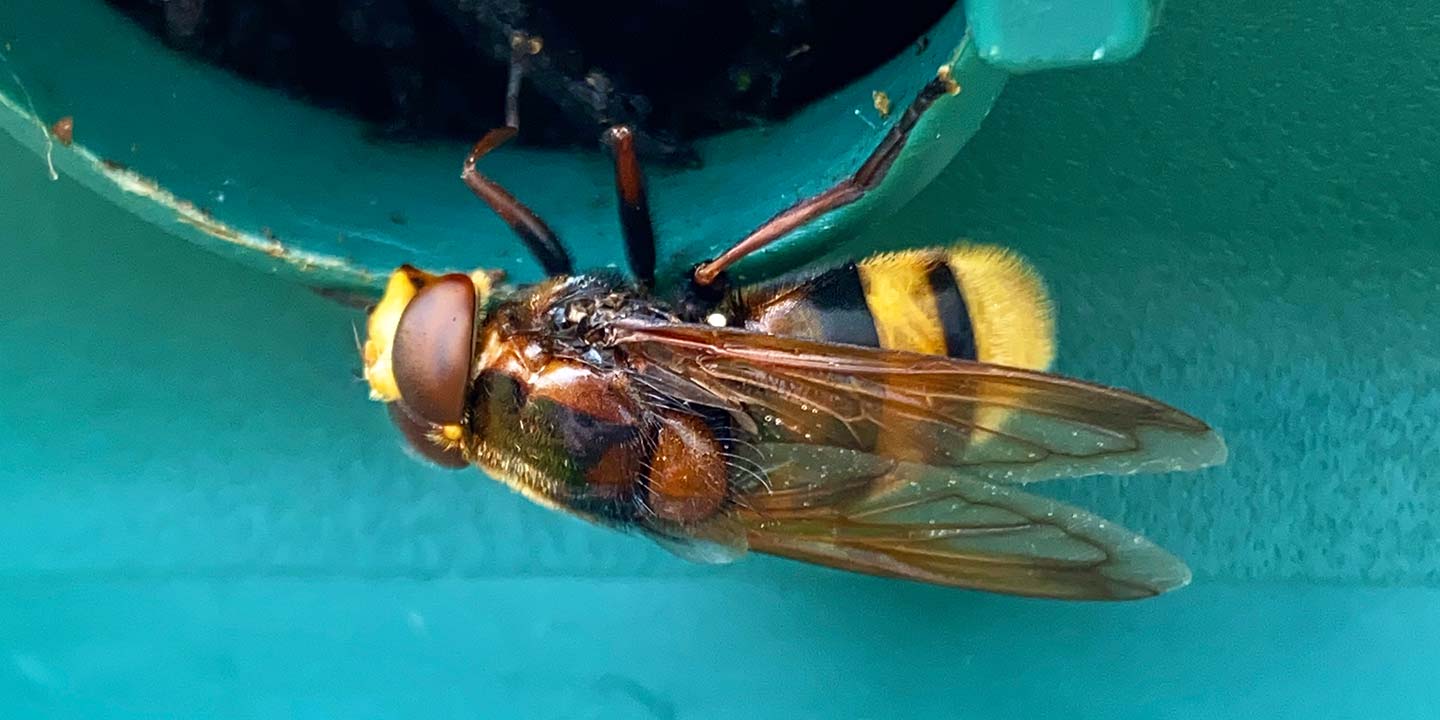 A Hornet-Mimic Hoverfly