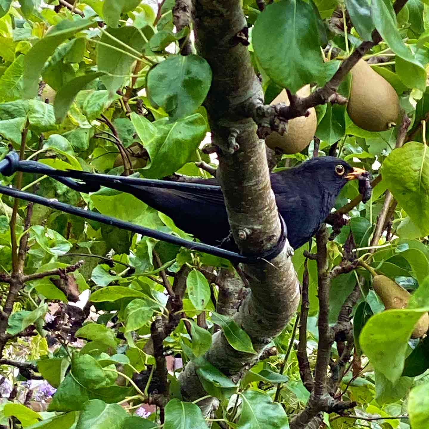 A blackbird in a pear tree