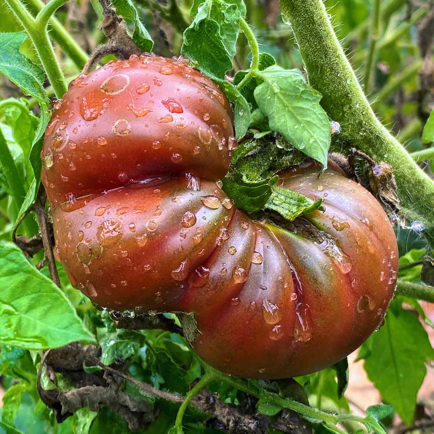 A vaguely threatening brandywine tomato, ripening nicely