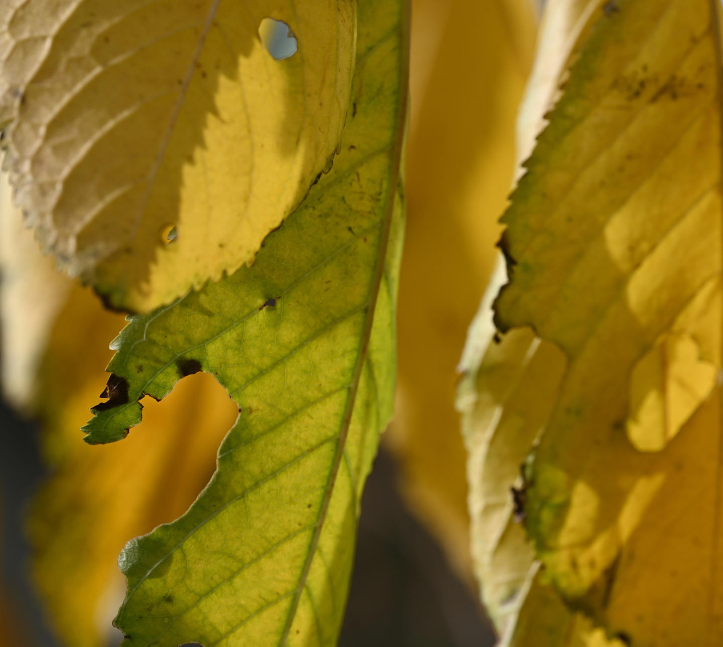 Yellow leaf compositiion