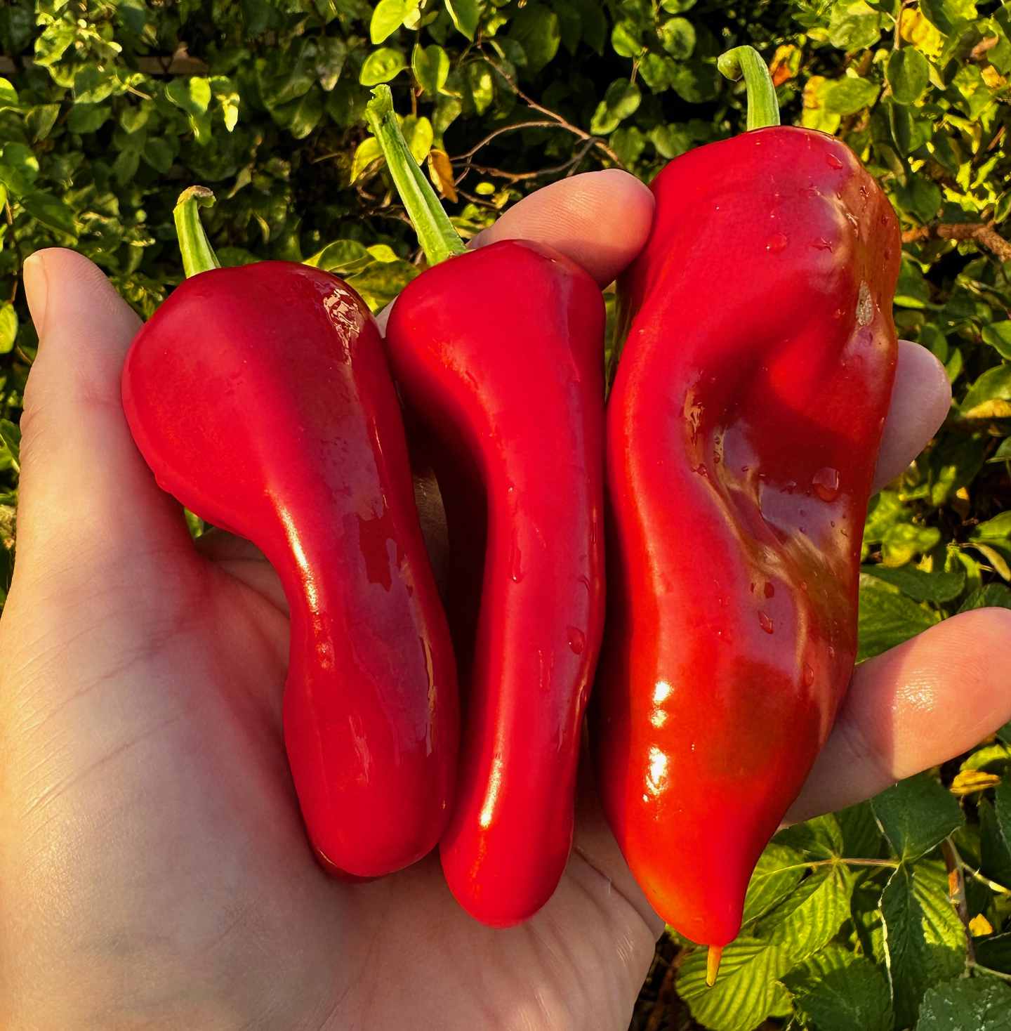 Red peppers!