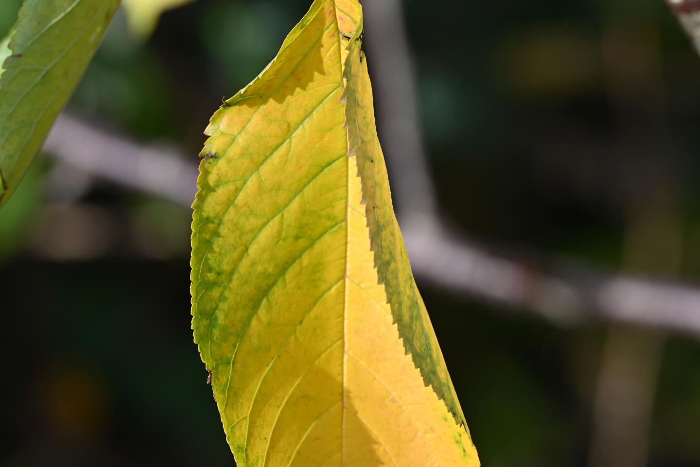 Some lingering green on a cherry leaf